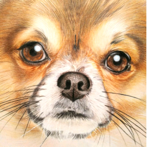 リアル色鉛筆画 【原画】No.1 犬の絵 2枚目の画像