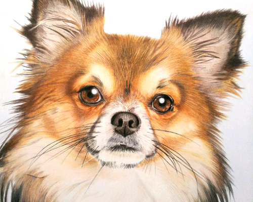 リアル色鉛筆画 【原画】No.1 犬の絵 絵画 鳳雛色鉛筆画家 通販 リアル色鉛筆画 【原画】No.1 犬の絵 絵画 鳳雛色鉛筆画家 通販