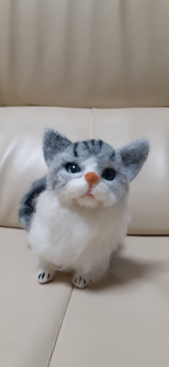 K9ミヌエット様 ミヌエットの子猫を探す（105ページ目）｜子猫ブリーダーナビ