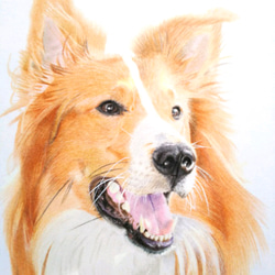 リアル色鉛筆画【原画】NO.2 犬の絵 1枚目の画像