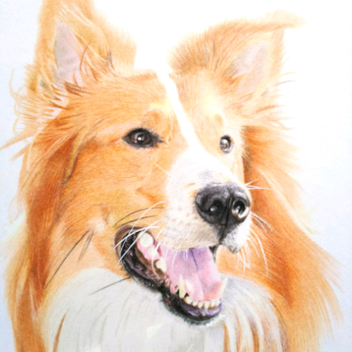 リアル色鉛筆画【原画】NO.2 犬の絵 絵画 鳳雛色鉛筆画家 通販 リアル色鉛筆画【原画】NO.2 犬の絵 絵画 鳳雛色鉛筆画家 通販