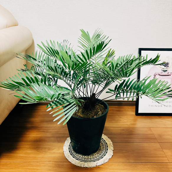 現品］ザミア フロリダーナ 蘇轍 観葉植物 室内 セラアート鉢受け皿付