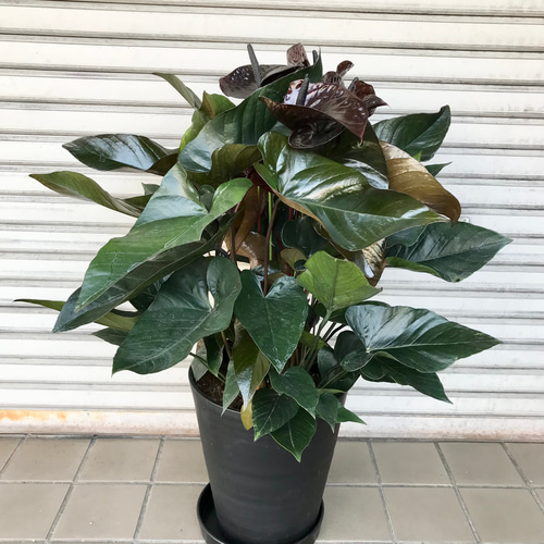 超特大株！！ アンスリウム ブラックウィナー 10号セラアート鉢 受皿付