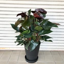 超絶希少 アンスリウム アバター ブラック バリエガータ 【超希少】アンスリウム：ポンプランディ バリエガータ - メルカリ