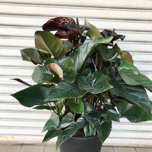 超特大株！！ アンスリウム ブラックウィナー 10号セラアート鉢 受皿付