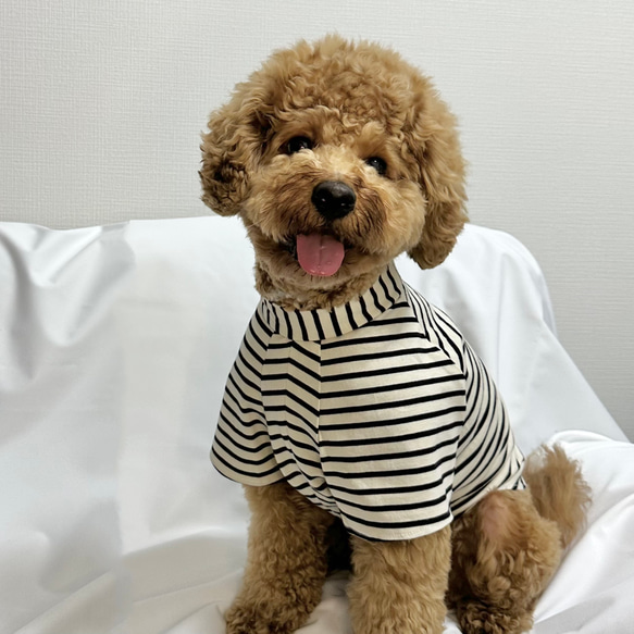 犬服　　ちゃちぼ pipiポカポカTシャツ ペット用品 犬服 ペットウェア ペット用品｜MOFF