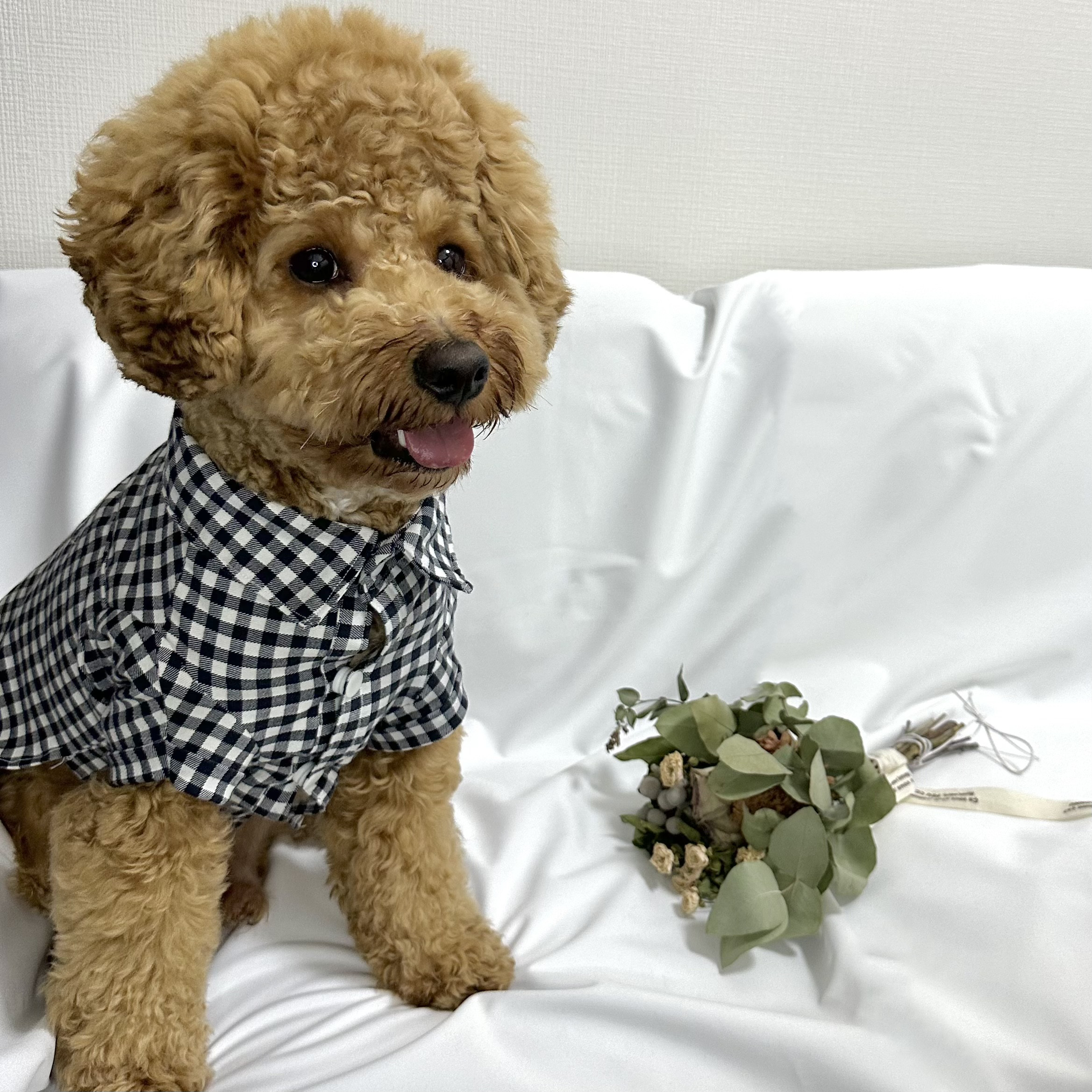 襟付きシャツ 犬服 チェック柄 2匹セット