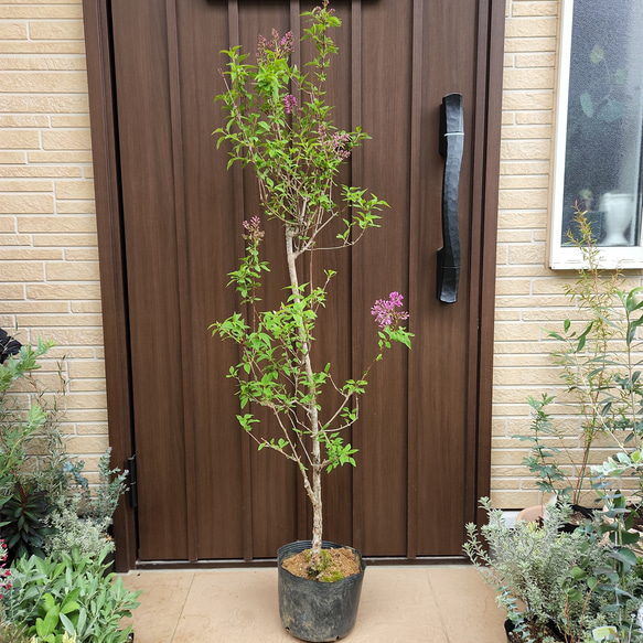 ライラック ポット付き ルクルーゼ ライラックミスト両手鍋 25cm 箱