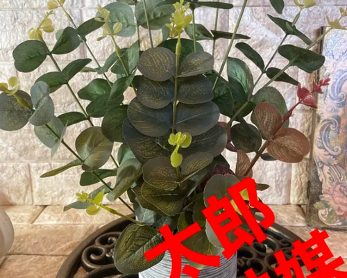 光触媒 人工観葉植物 ユーカリ3323