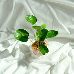【雫✴︎のついたフェイクグリーン】葉　水やり無し　枯れない　虫つかない　世話いらず　フェイクグリーン 7枚目の画像