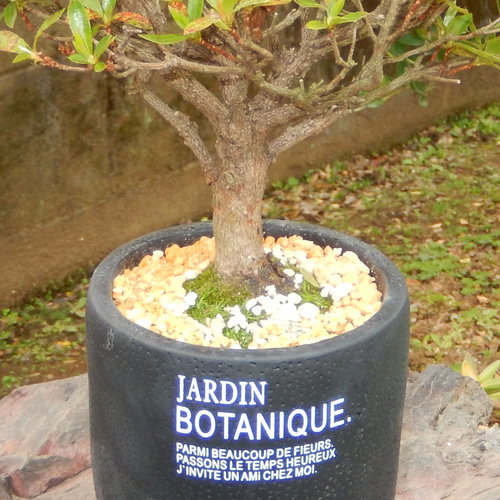 大盃 皐月 さつき サツキ 盆栽 小品盆栽 素おしゃれな盆栽鉢付き