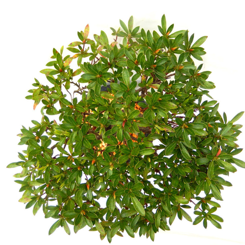 大盃 皐月 さつき サツキ 盆栽 小品盆栽 素おしゃれな盆栽鉢付き