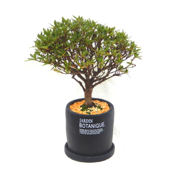 cd0f0fcba03ef776d07dffa06ddc40