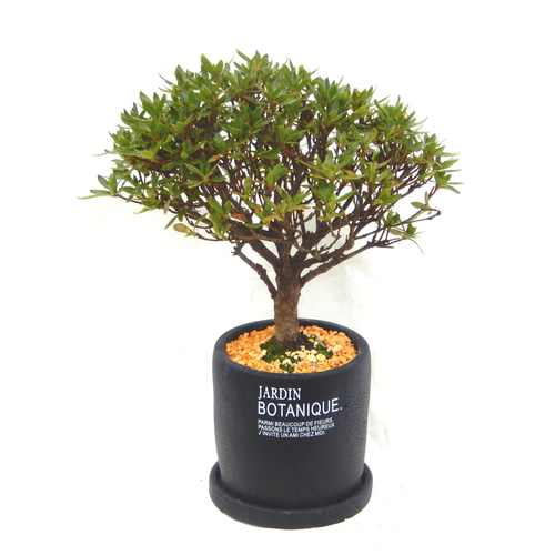 盆栽　フェーク盆栽　金賞作品 第50回 日本盆栽作風展 2024 #bonsai #盆栽 #盆景 #園芸 #盆栽の