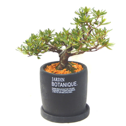 41cbf060d2a3594a29eaf1d8a6e58b