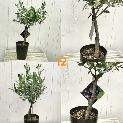 選べる樹形 厳選株！ オリーブの木 シプレッシーノ（チプレッシーノ