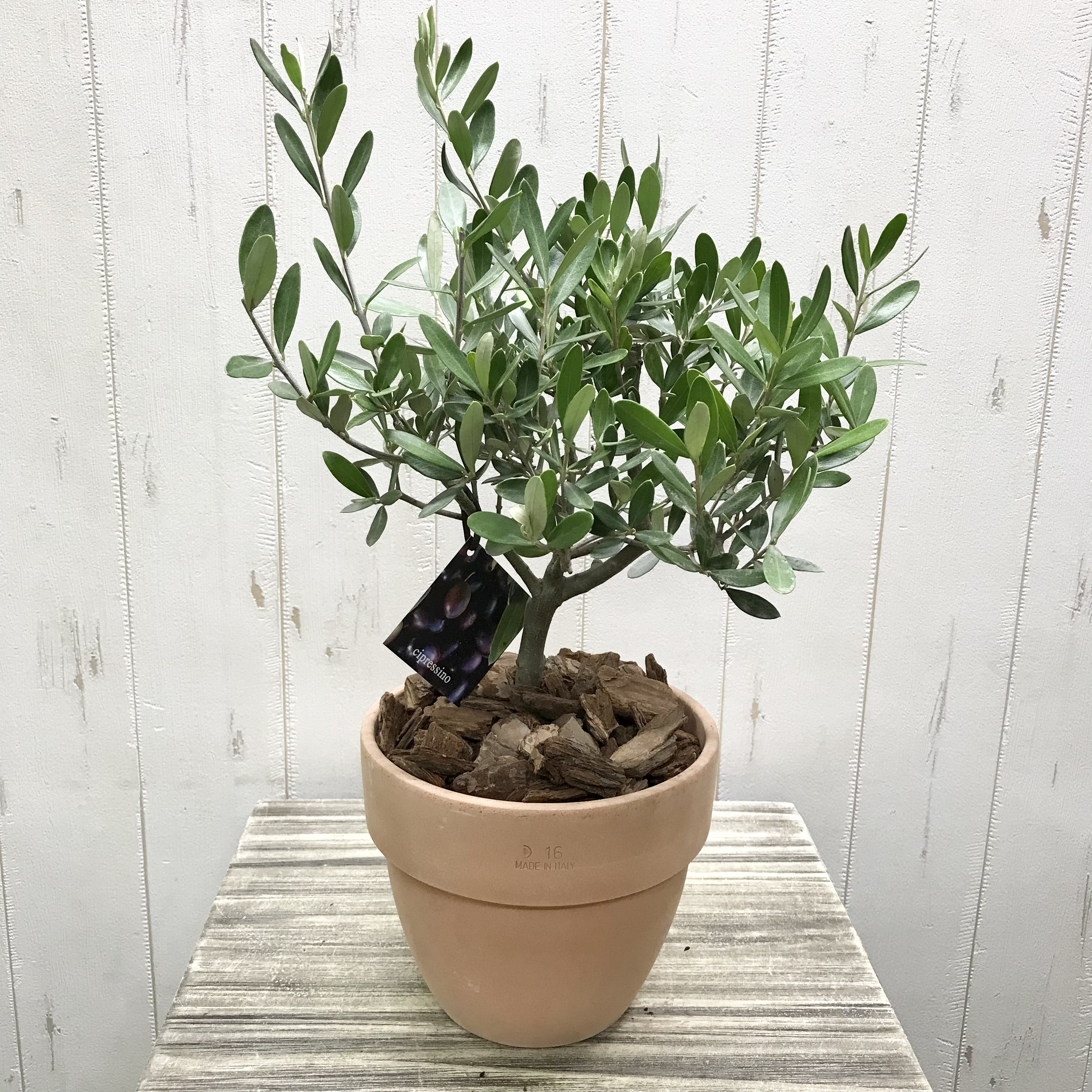 SOUJU オリーブの木　シプレッシーノ　テラコッタ鉢植え　苗木