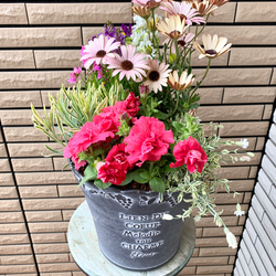 シックな鉢にカーネーションとペチュニアみどりのヴェールの寄せ植え♪花のある暮らし