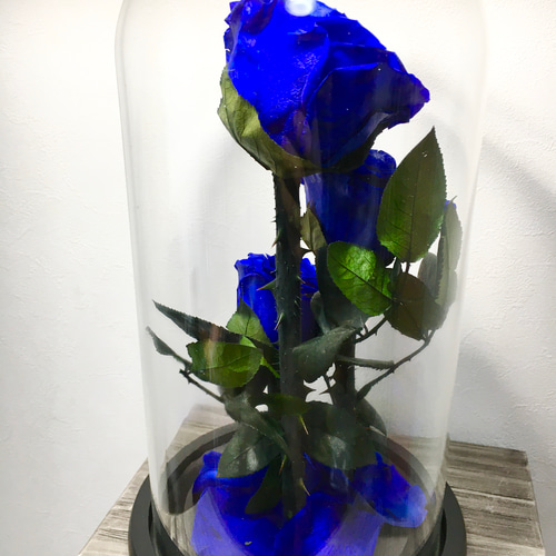 プリザーブドフラワーガラスドーム ローズメリア 3輪ブルー青