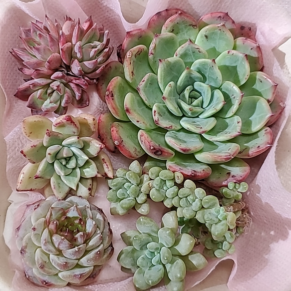 多肉植物 緑とピンクのロゼット*6 多肉植物 緑とピンクのロゼット*6 【多肉植物】5点セット (11)