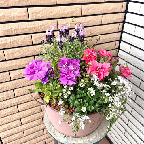 ピンクベージュのブリキ鉢に八重咲きペチュニアの寄せ植え♪ アート