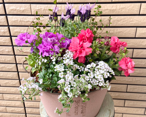 油絵　専用　ペチュニアが咲く寄せ植え　大キャンバス 油絵 専用 ペチュニアが咲く寄せ植え 大キャンバス