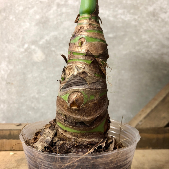 観葉植物　クワズイモ 3枚目の画像