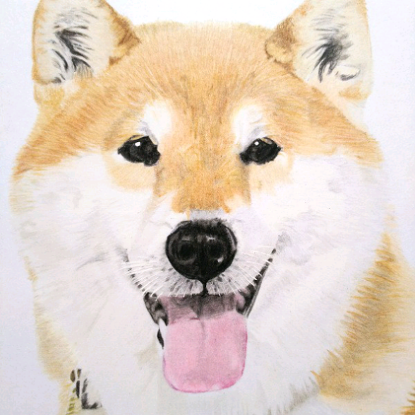 りんねページです。色鉛筆画 パグ 犬の絵 りんねページです。色鉛筆画 パグ 犬の絵