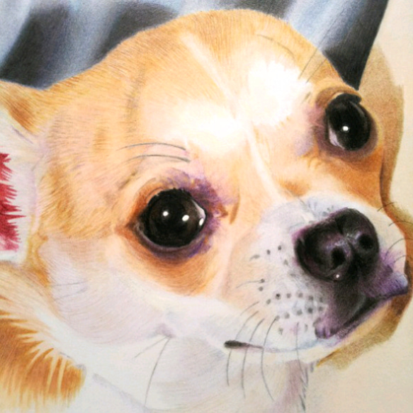 リアル色鉛筆画【原画】NO.4 犬の絵 絵画 鳳雛色鉛筆画家 通販 リアル色鉛筆画【原画】NO.4 犬の絵 絵画 鳳雛色鉛筆画家 通販