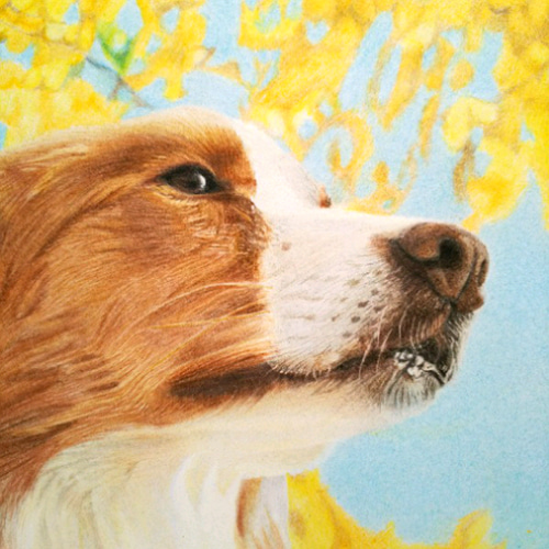 リアル色鉛筆画【原画】NO.5 犬の絵 絵画 鳳雛色鉛筆画家 通販 リアル色鉛筆画【原画】NO.5 犬の絵 絵画 鳳雛色鉛筆画家 通販