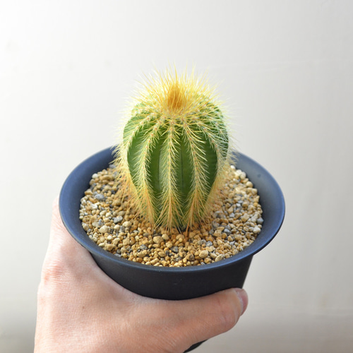 長刺金晃丸/サボテン/鉢植え/現物販売/福岡県 多肉植物 0310hachi 通販