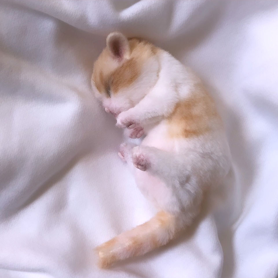 ALL ITEM | Hermeow's Shop 子猫ちゃん♡生後8日♡本当にミルク飲めるよ