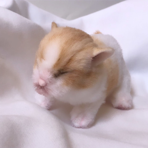 受注制作＞うまれたて 子猫のぬいぐるみ 茶白 ぬいぐるみ VULCAN