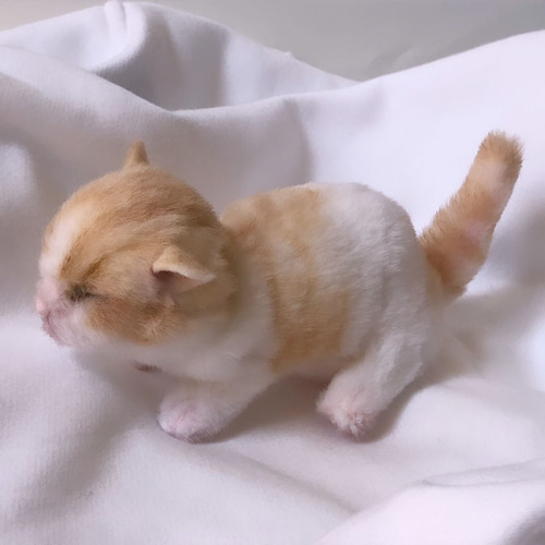 受注制作＞うまれたて 子猫のぬいぐるみ 茶白 ぬいぐるみ VULCAN