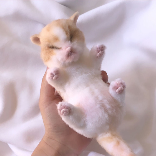 人気ブラドン 子猫のぬいぐるみ 受注制作＞うまれたて 茶白 VULCAN ぬいぐるみ ぬいぐるみ