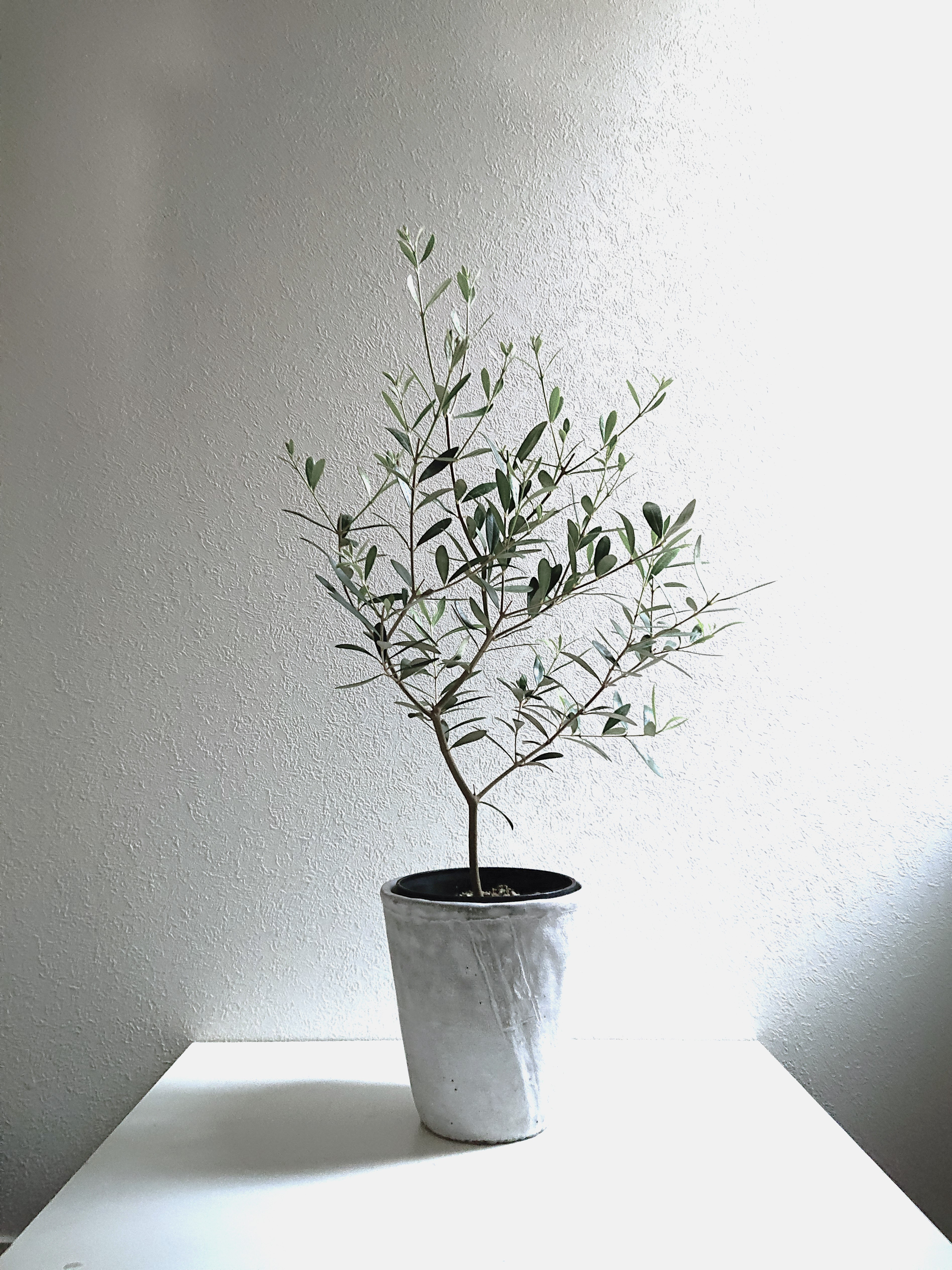 ●数量限定●新作●ギフト プレゼント ”オリーブの木（70㎝～：LL）セメントポット/受け皿セット（ホワイトグレー）”