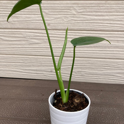 モンステラ　☆観葉植物☆ 1枚目の画像