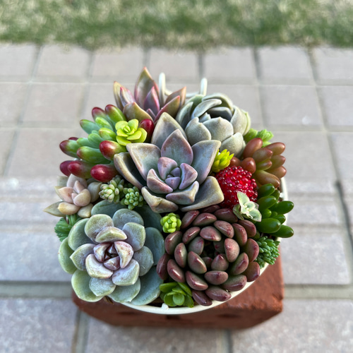 ☆送料無料☆♡そのまま飾れる♡かごバスケット♬多肉植物寄せ植え