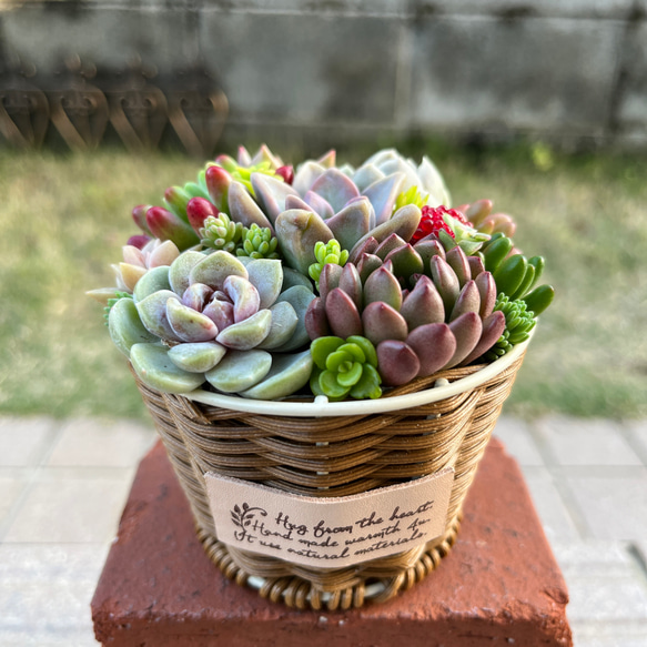 ☆送料無料☆♡そのまま飾れる♡かごバスケット♬多肉植物寄せ