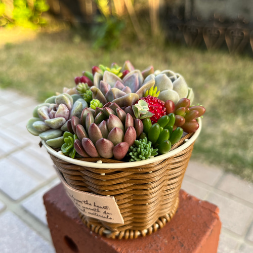 ☆送料無料☆♡そのまま飾れる♡かごバスケット♬多肉植物寄せ植え