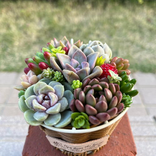 ☆送料無料☆♡そのまま飾れる♡かごバスケット♬多肉植物寄せ植え