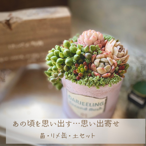 多肉植物♡ともちゃん様専用♡ （., 手作りおもちゃ, #かぎ針