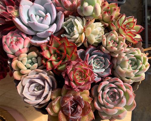 多色エケベリア寄せ植え 🌱 こんにちは〜 普及種、交配苗のエケベリアが入荷しました