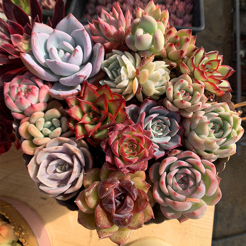 574.多肉植物 宅急便送料無料 エケベリア 寄せ植えセット17個 超豪華