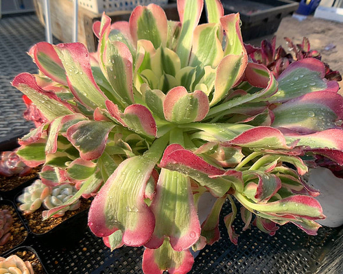 575.多肉植物 寄せ植え アエオニウム属 雨花石（群）特大 抜き苗