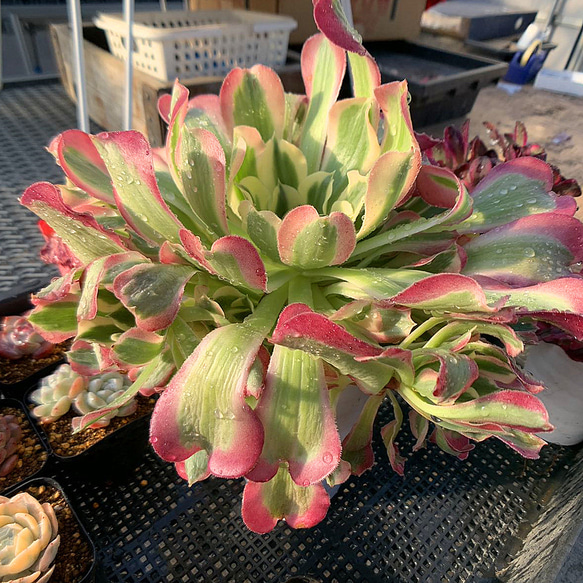 銅花順 抜き苗 群生 アエオニウム 多肉植物 希少‼️選抜苗多肉植物 アエオニウム 黄銅壺錦 花束株 群生苗 抜き苗