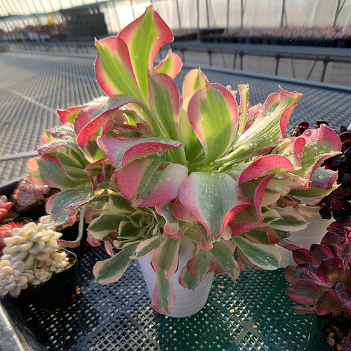 アエオニウムアーシナ錦抜き苗