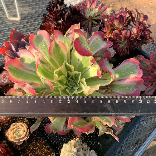 アエオニウム 白鳳(リバーストーン)雨花石②⭐️お買い得 ほど近い