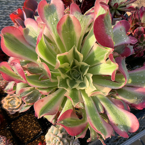 39#多肉植物❤️アエオニウム錦❤️浣纱❤️11頭20cm 拨き苗 39#多肉植物❤️アエオニウム錦❤️浣纱❤️11頭20cm 拨き苗