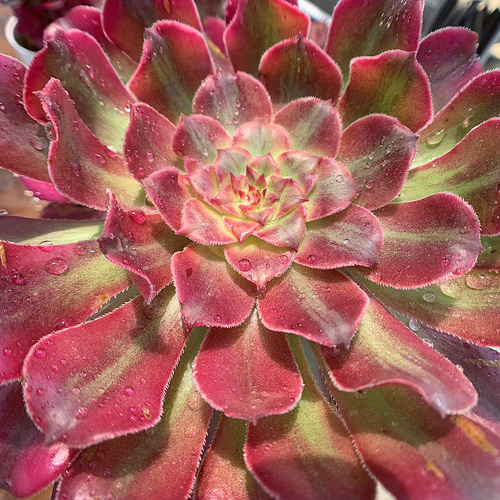 577.多肉植物 寄せ植え アエオニウム属 ヴィーナス 錦（群）特大 抜き